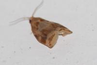 Archips xylosteana