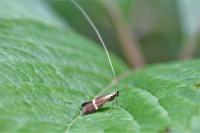 Nemophora degeerella