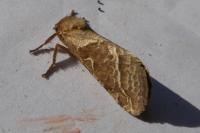 Triodia sylvina