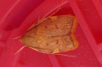 Carcina quercana