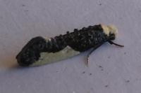 Monopis monachella