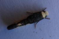Monopis monachella