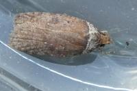 Agonopterix cnicella