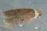 Agonopterix cnicella