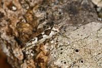Ypsolopha sequella