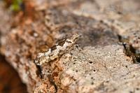 Ypsolopha sequella