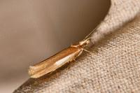 Ypsolopha parenthesella
