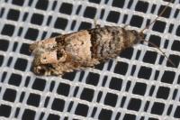 Notocelia incarnatana