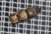 Notocelia incarnatana