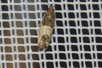 Spilonota ocellana