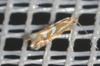 Phyllonorycter