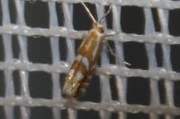 Phyllonorycter