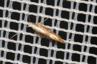 Argyresthia albistria