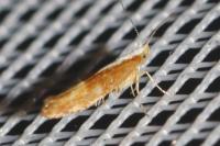 Argyresthia albistria