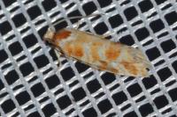 Rhyacionia pinicolana