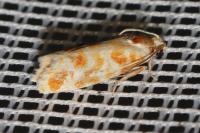 Rhyacionia pinicolana