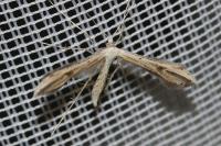 Emmelina monodactyla