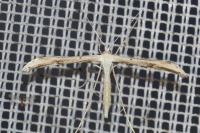 Emmelina monodactyla