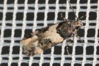 Teleiopsis rosalbella