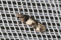 Teleiopsis rosalbella