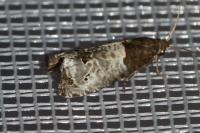 Notocelia roborana