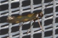Euspilapteryx auroguttella