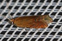 Lathronympha strigana
