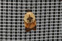 Acleris variegana