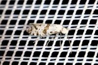 Scythropia crataegella