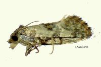 Neocochylis molliculana