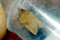 Acleris rhombana