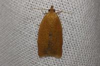 Clepsis consimilana