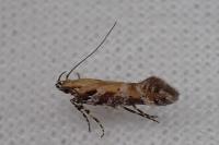 Aristotelia billii
