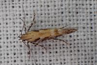 Aristotelia billii