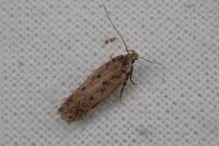 Bryotropha