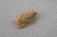 Clepsis pallidana