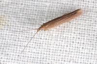 Coleophora saxicolella