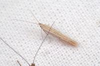 Coleophora versurella
