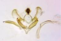 Coleophora versurella