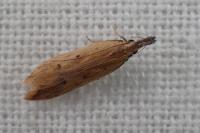 Dichomeris acuminata