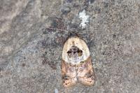 Acleris variegana