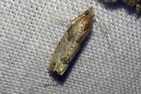 Spilonota ocellana