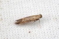 Metzneria metzneriella