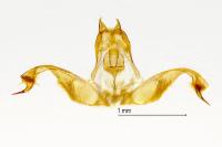 Spilonota ocellana