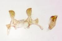 Metzneria metzneriella