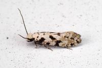 Nemapogon nevadellus