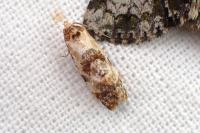Neocochylis molliculana