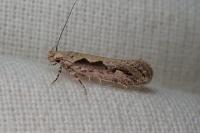 Ornativalva plutelliformis