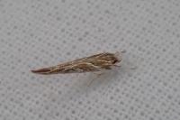 Pyroderces argyrogrammos