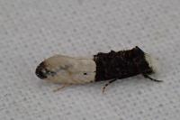 Trichophaga bipartitella
